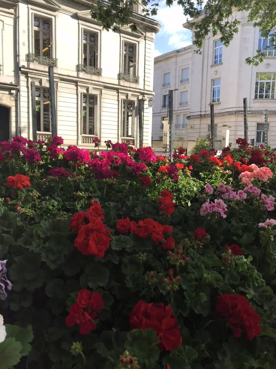 Marché aux Fleurs à Tours (37)