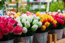 Marché aux Fleurs Estrangin à Marseille (13)
