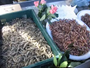 Marché aux Poissons à Boulogne-sur-Mer (62)